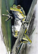 grenouille
