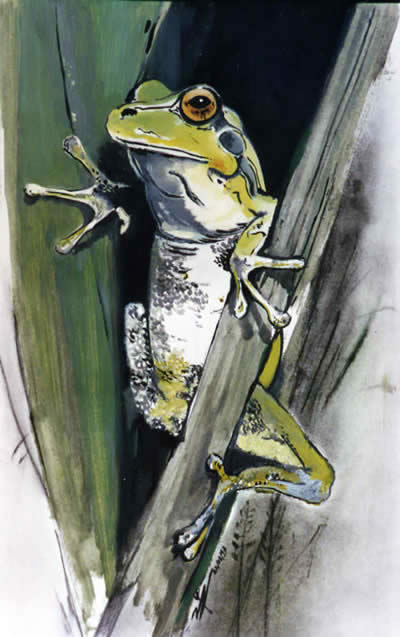 grenouille