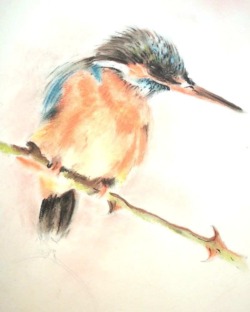 martin-pecheur